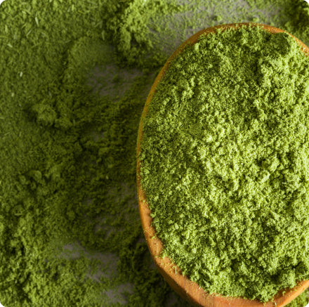 Green Tea Extract